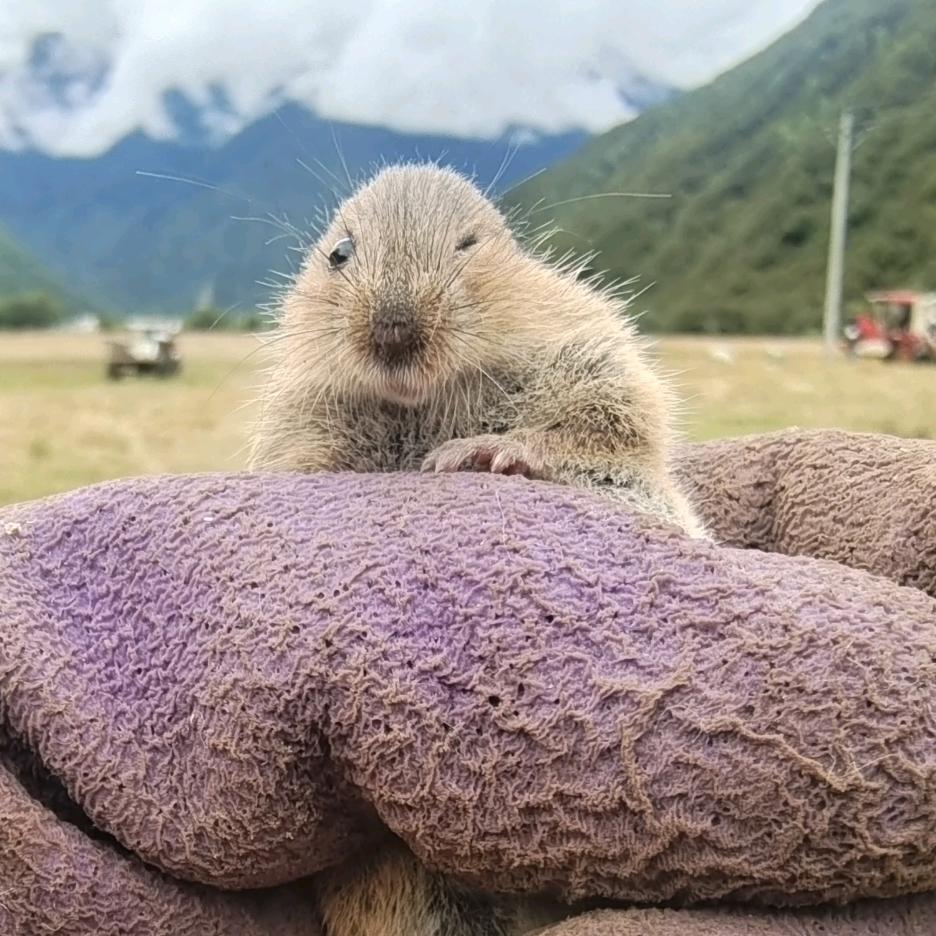 @尼次