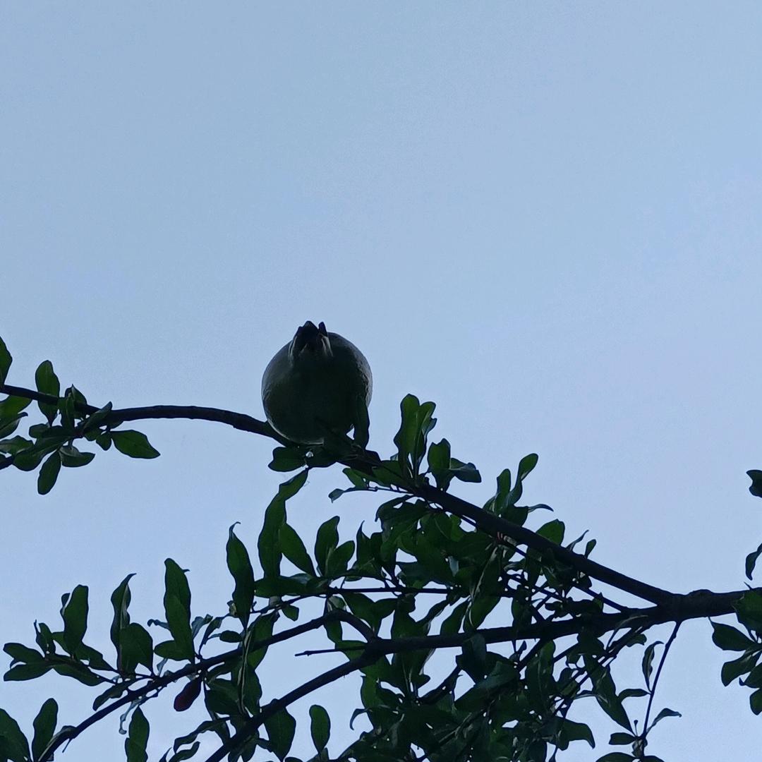 如梦
