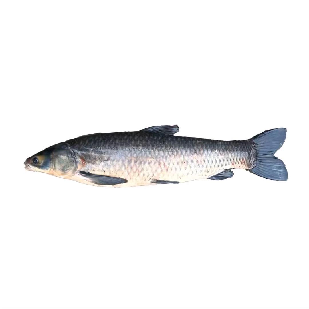 平阴搏青垂钓中心