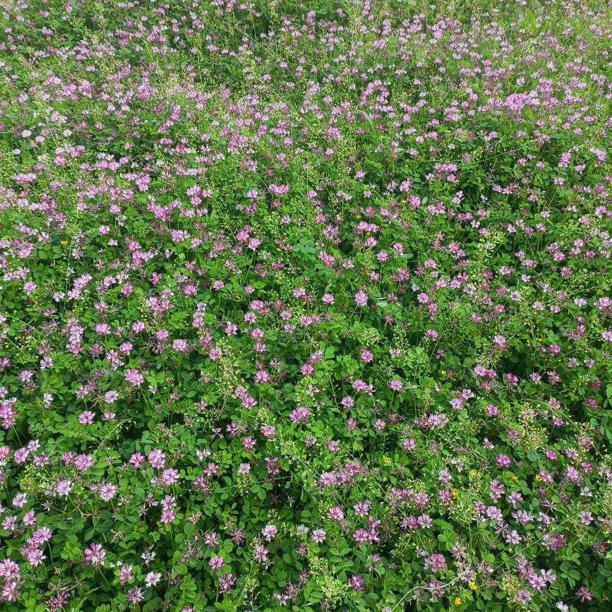 真心给错了人？ 单。身