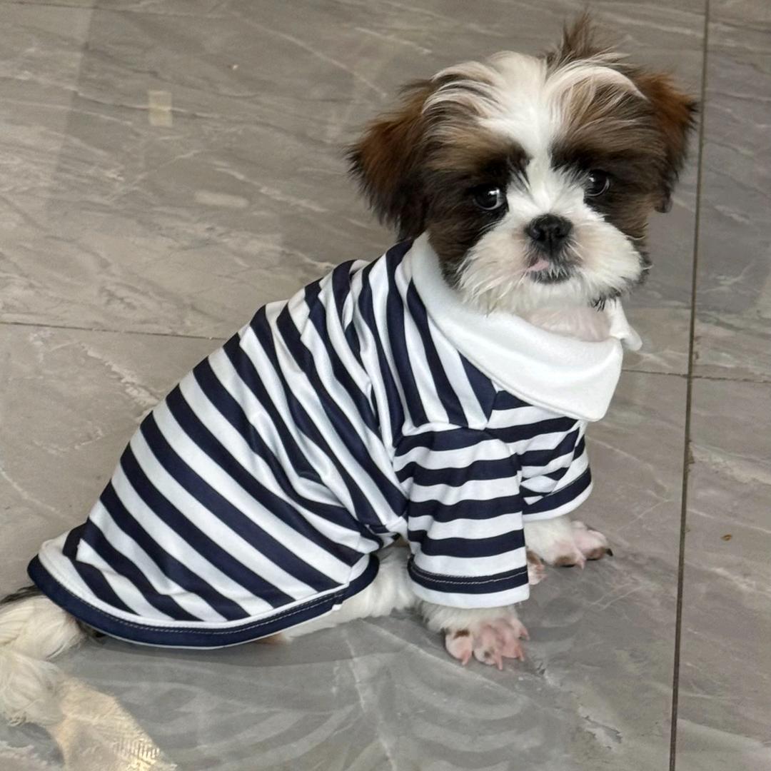 小小红茶君