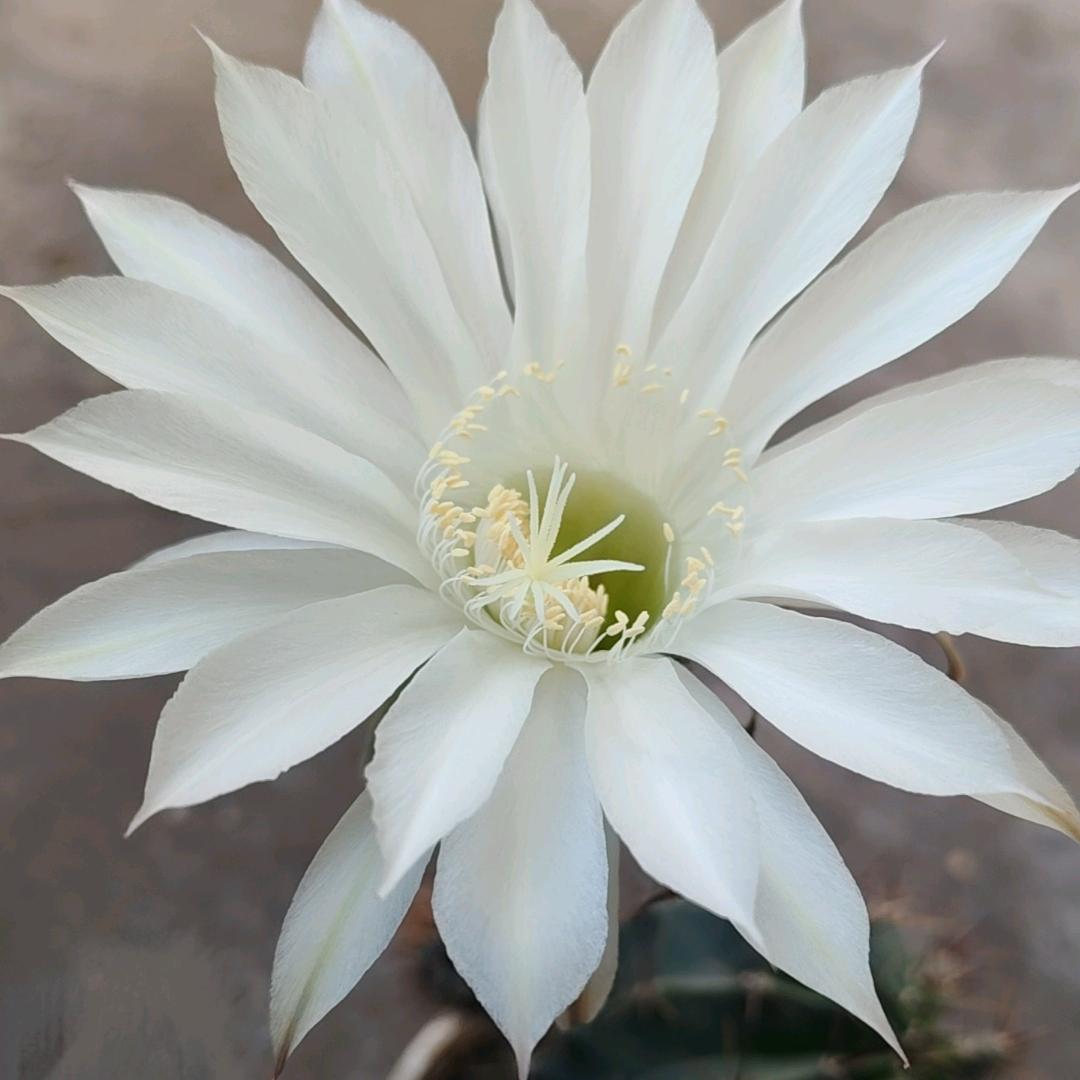 婷婷