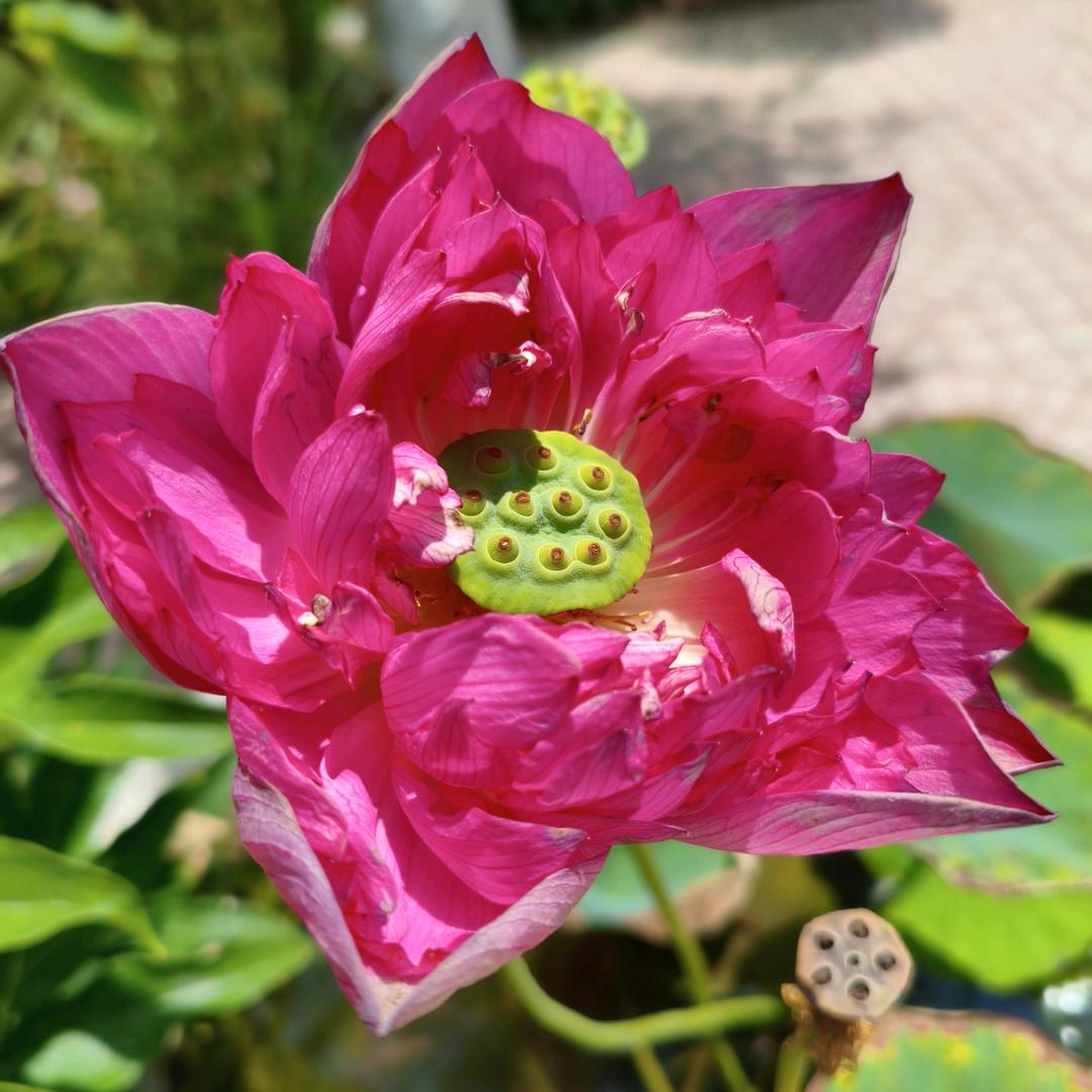 昌乐观宝斋艺术品商行