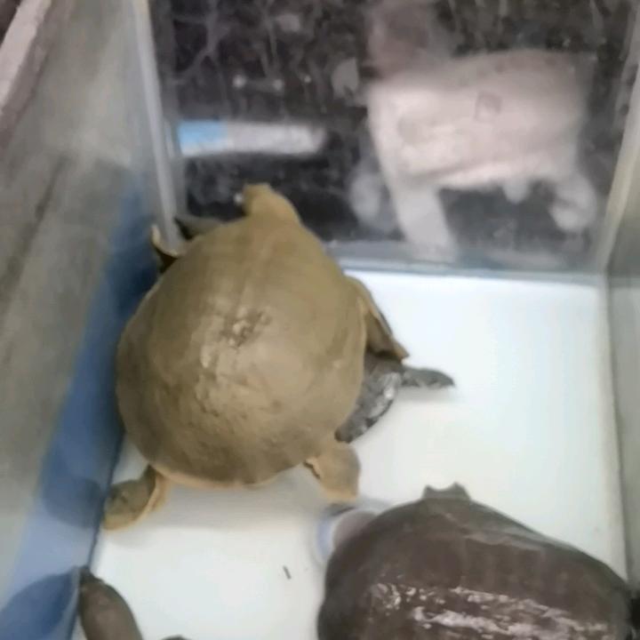 突突突突突