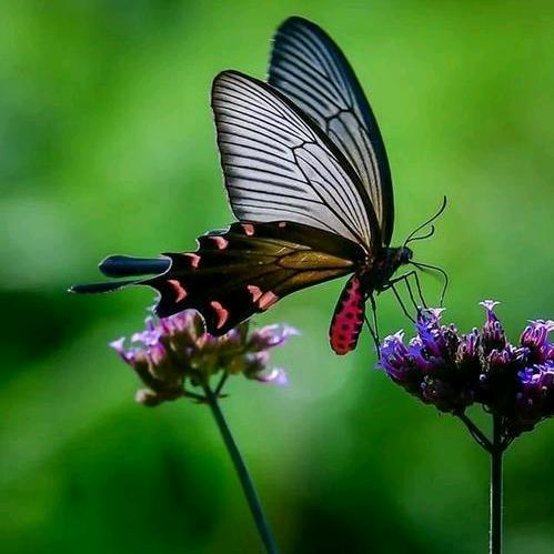 🍀清幽💫淡雅🍀