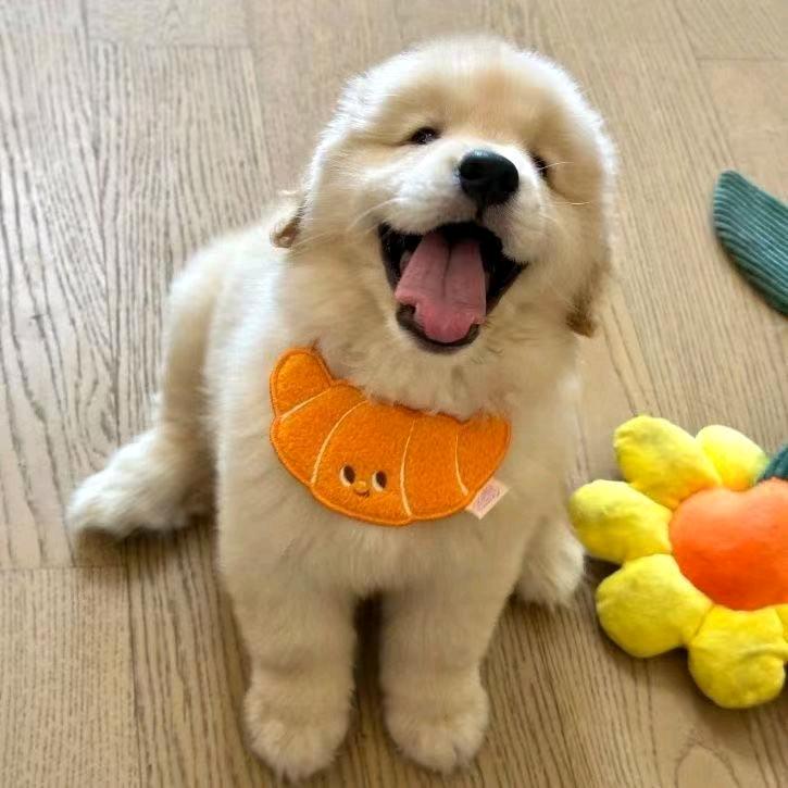 金毛拉布拉多萌宠