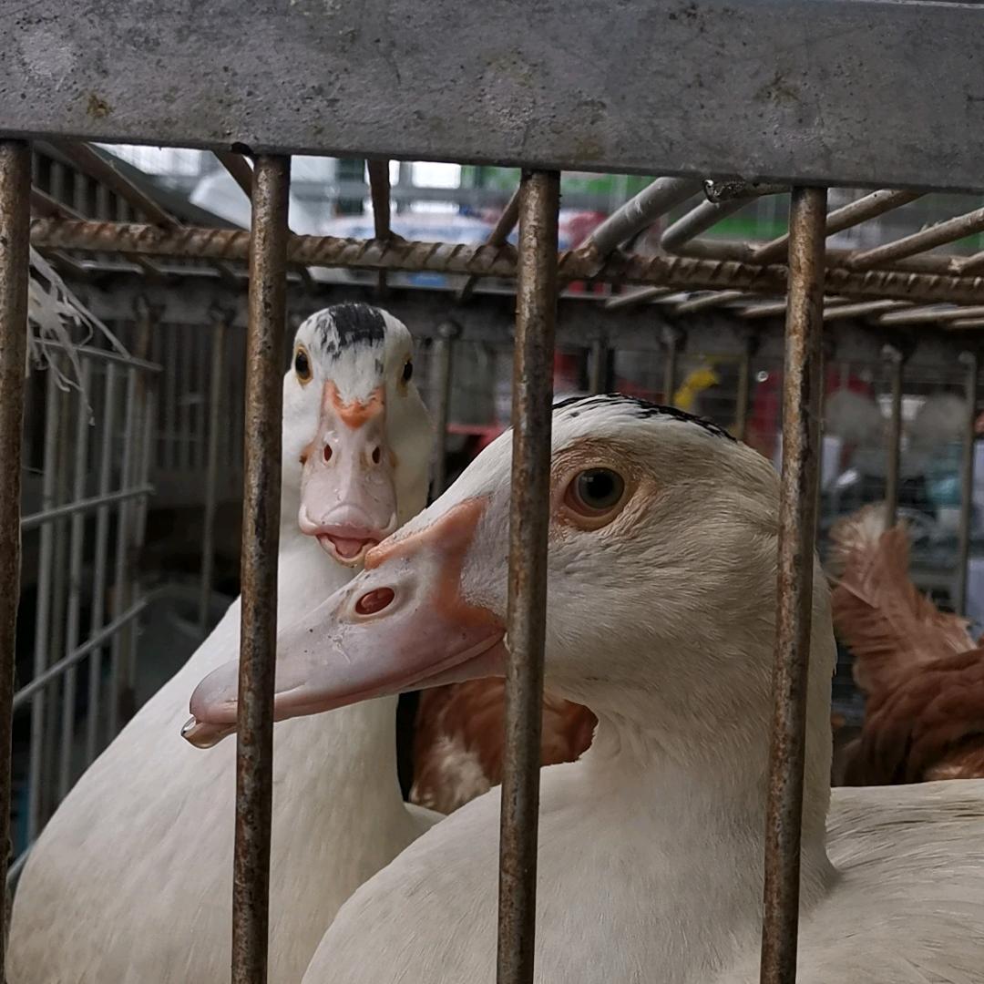 合肥家禽屠宰精品