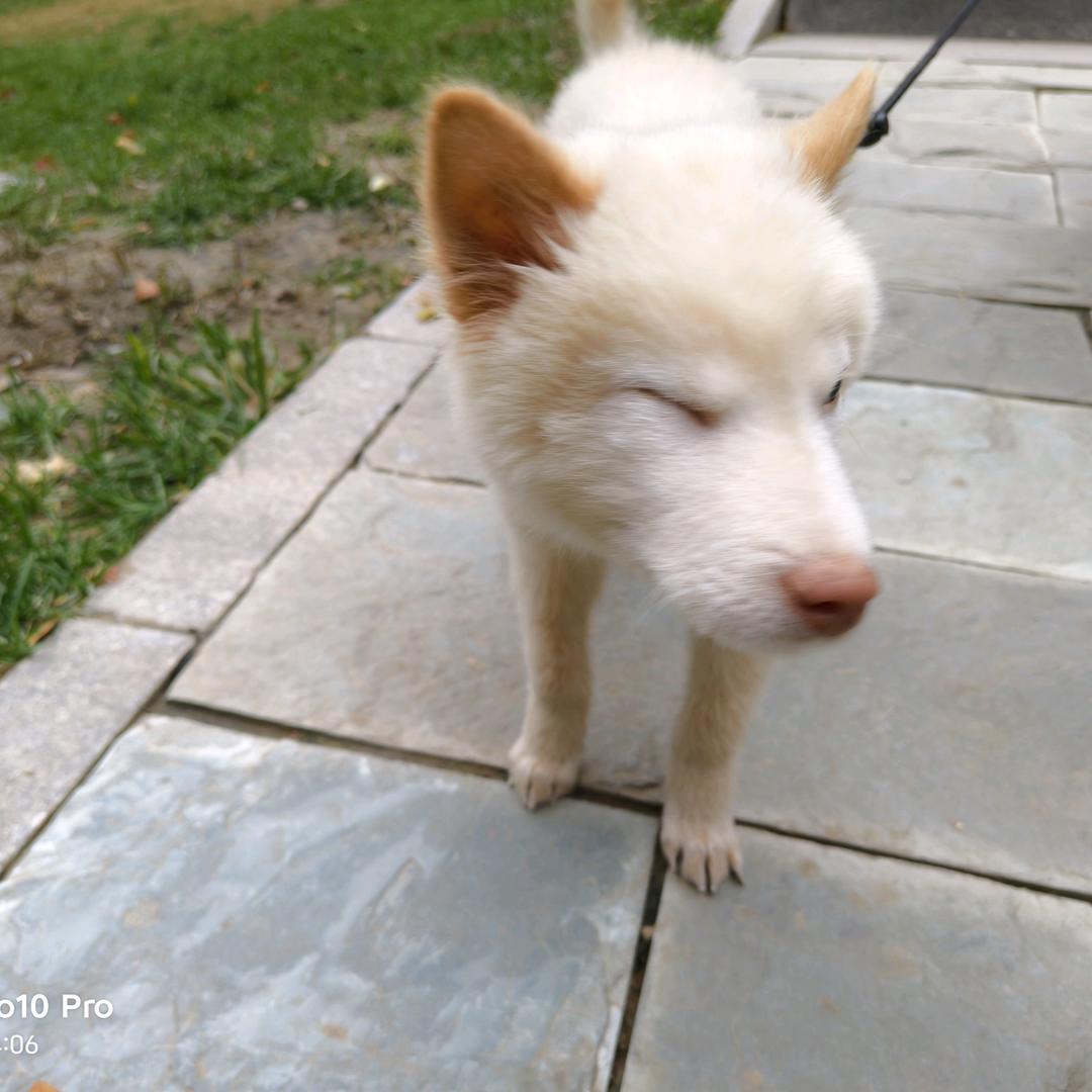 小麦是大锤弟弟