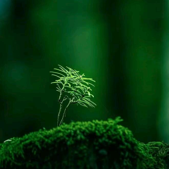 宁夏—男可—痛风