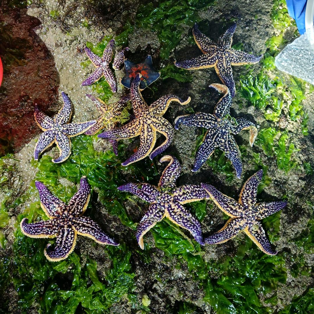 青岛赶海