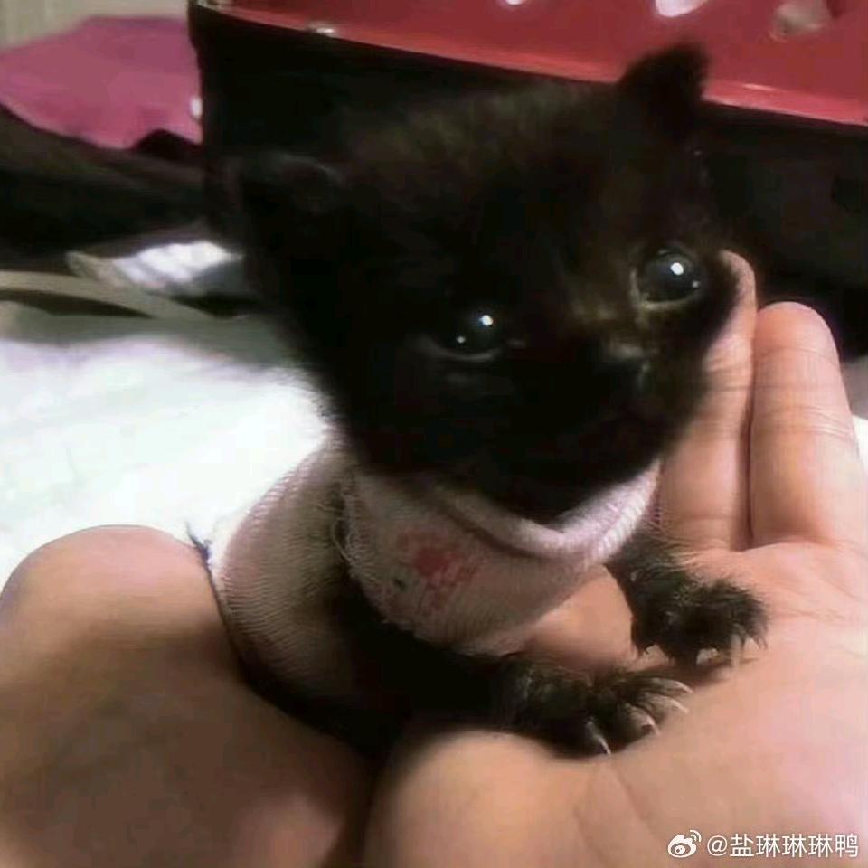 🧂言琳
