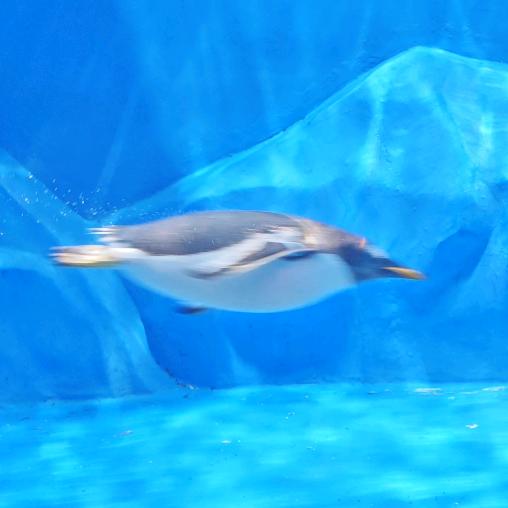 人生若只如初见