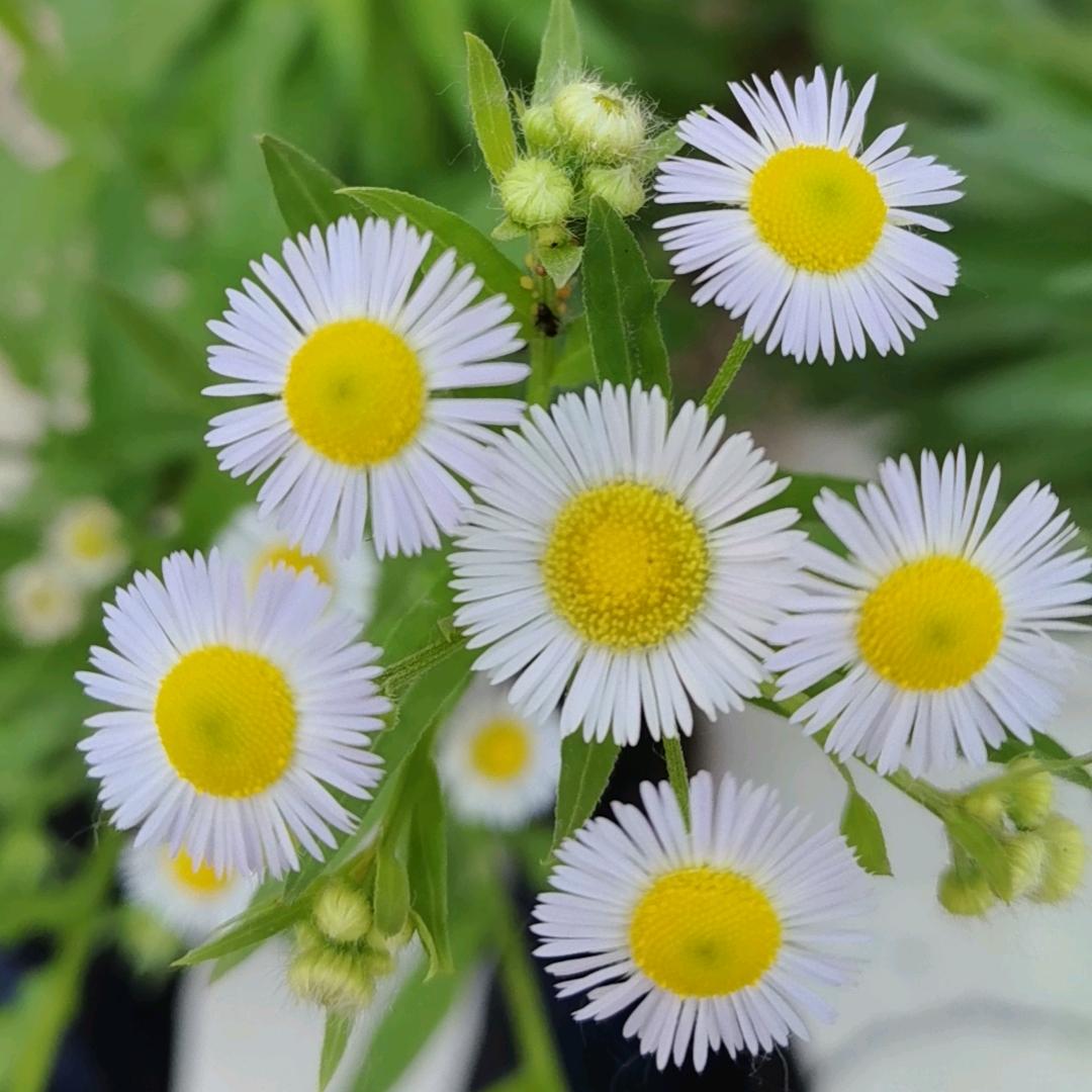 怀梦億（新人）