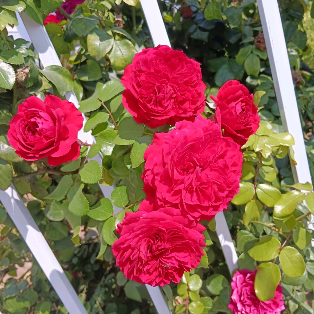 bobo爱你一生hp116853688