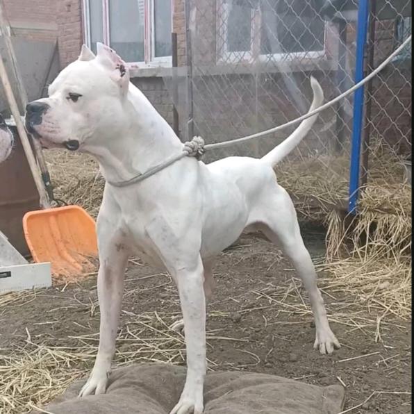 公主岭市重托犬舍（个人独资）