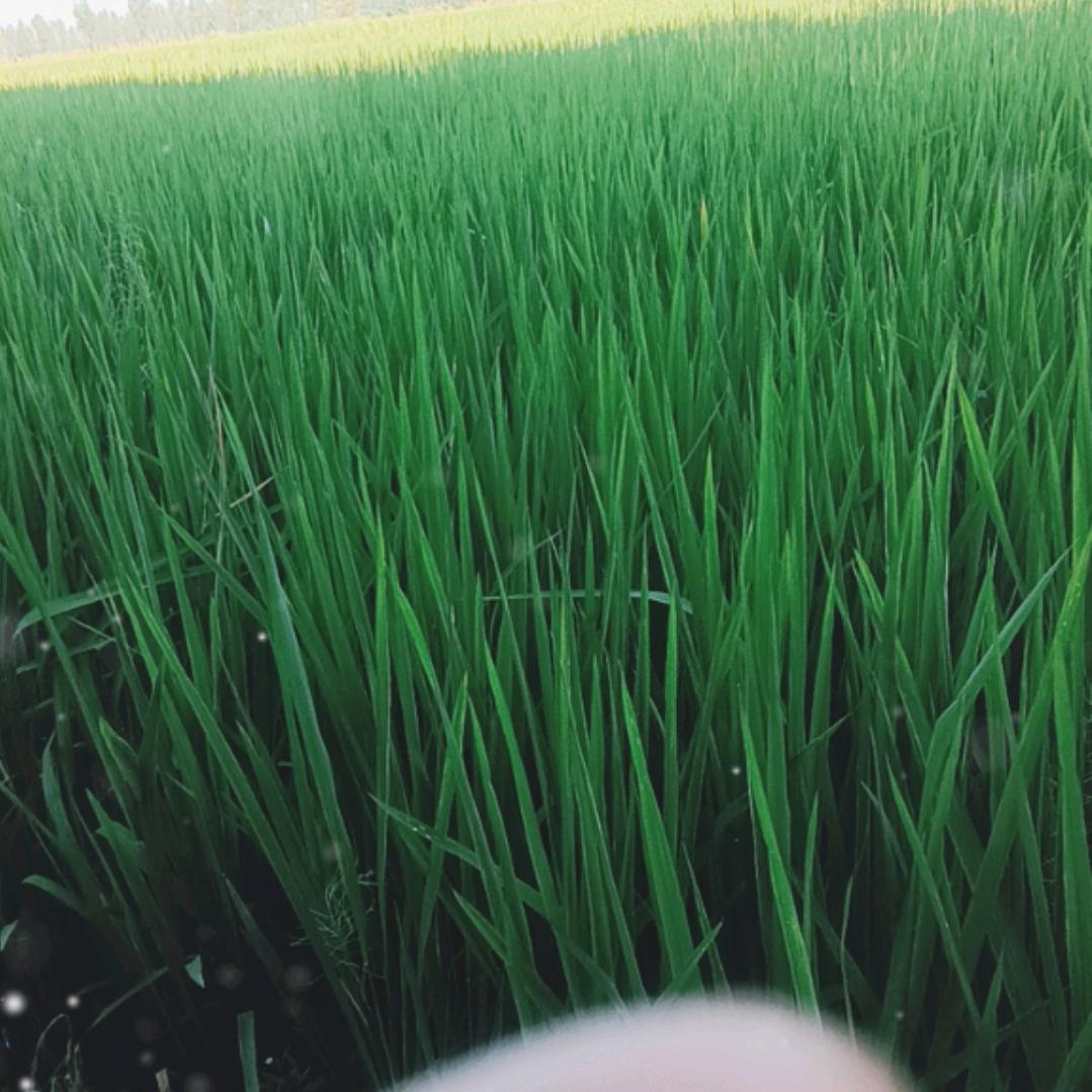 老了难