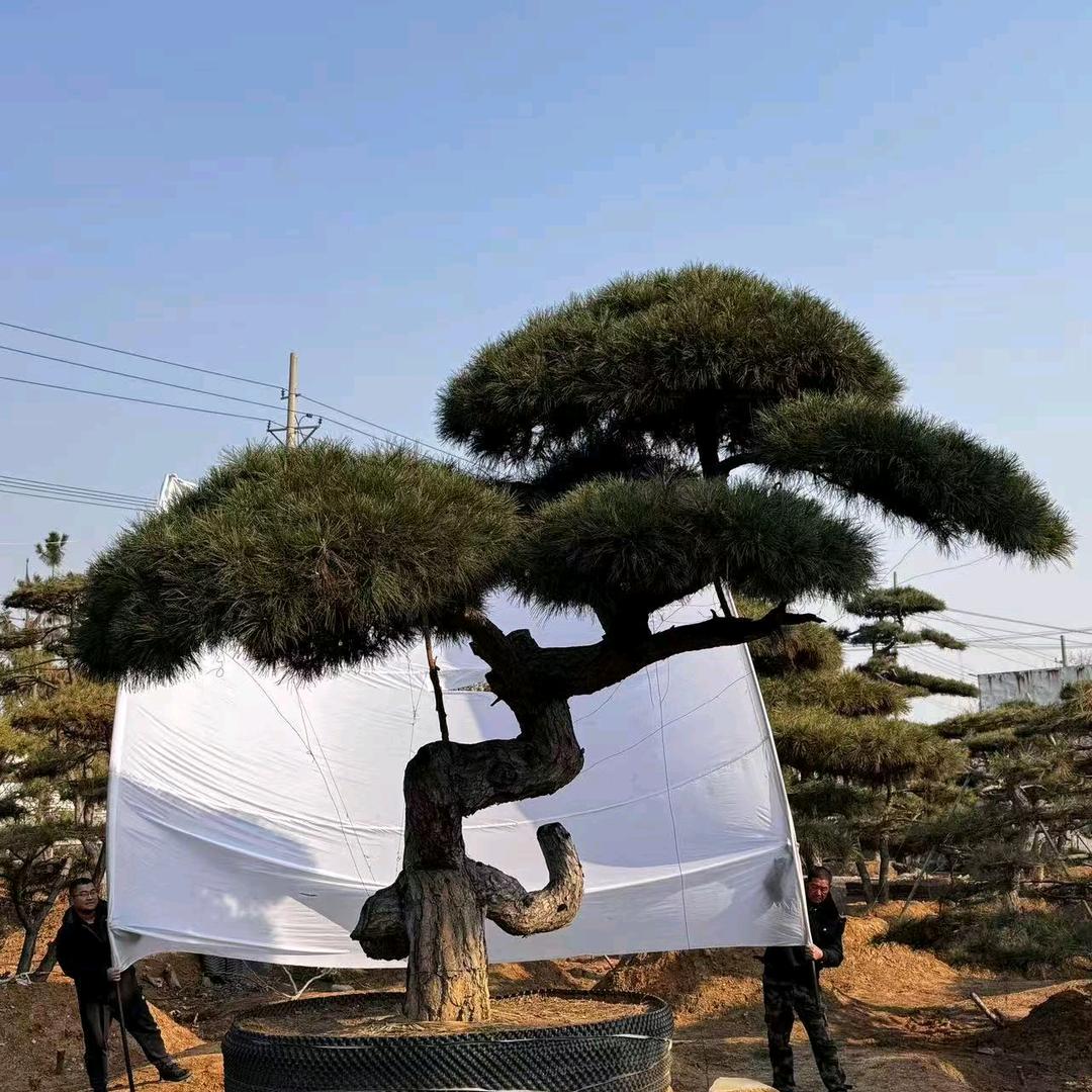 三亿黑松园（吴“美”人）
