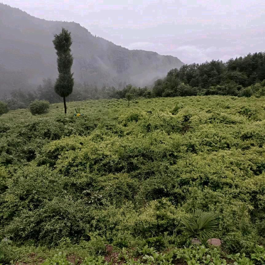 一往情深1