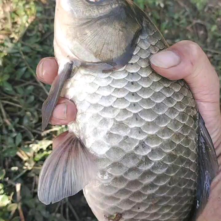 爱野钓🎣的晨哥(追鲫令秘制酒米)