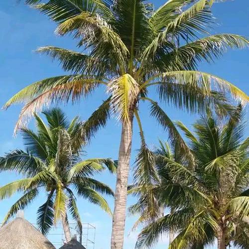 美年大健康～Luna