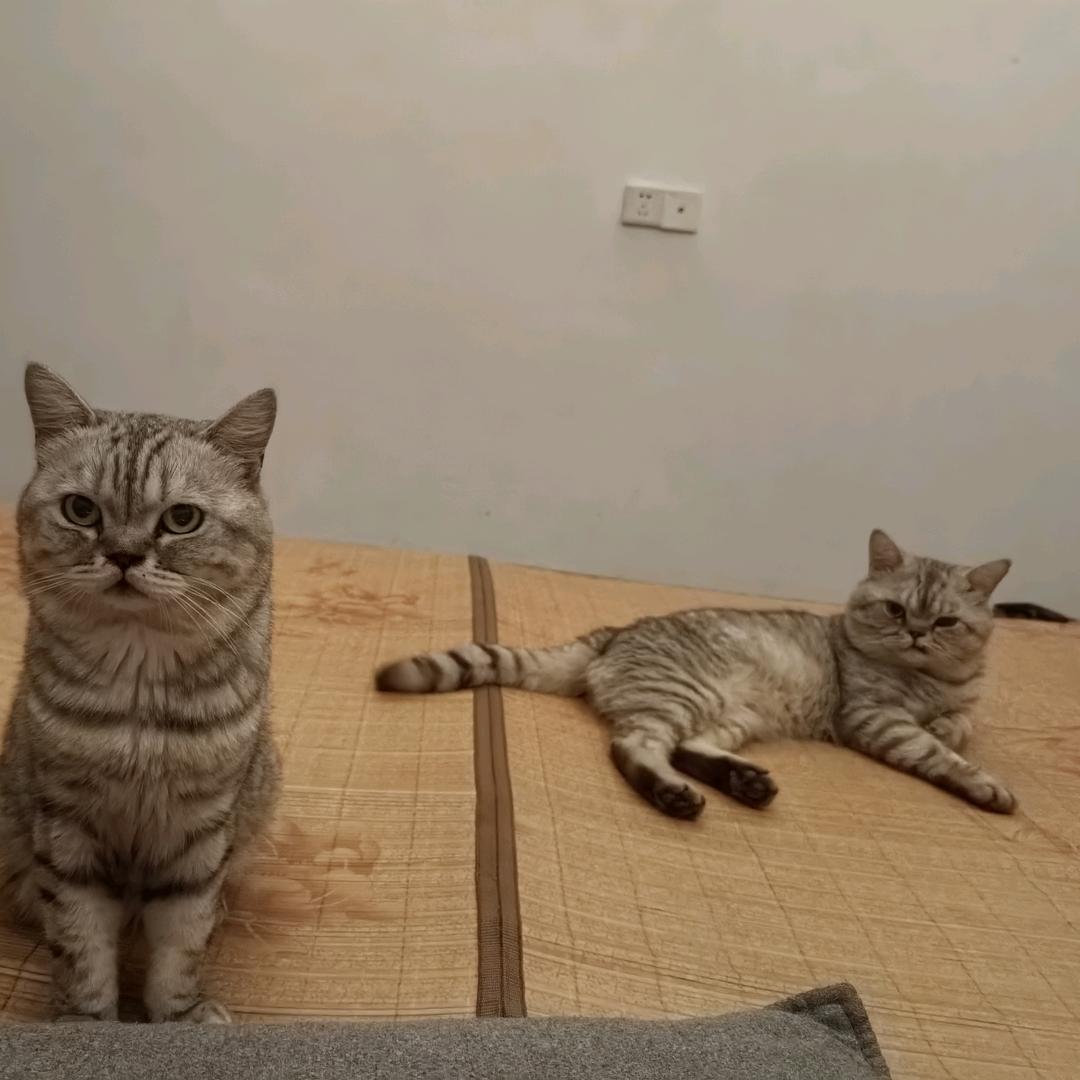 ༺❀ൢ清༒风ൢ❀༻