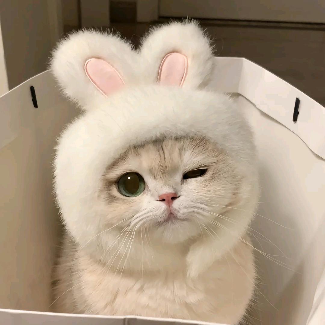 图图宠物用品