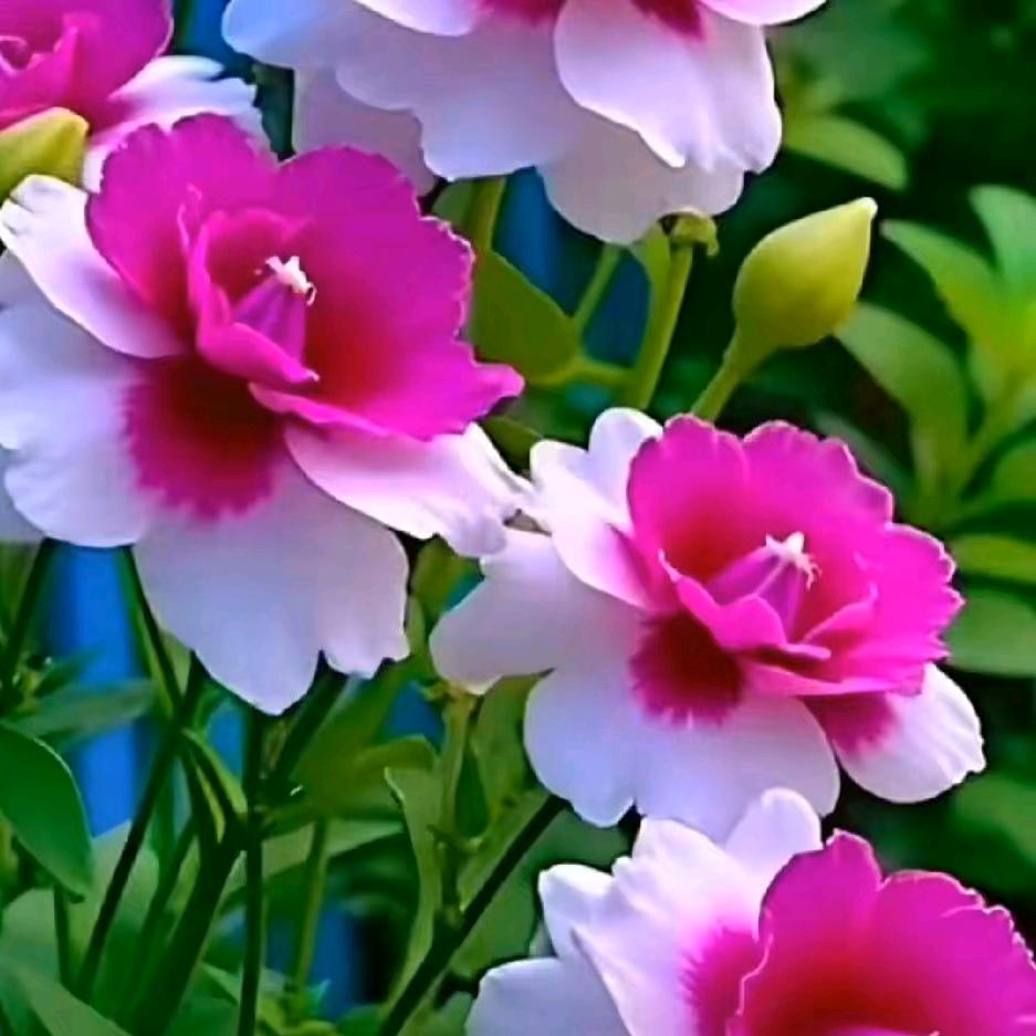 我永远爱一个人