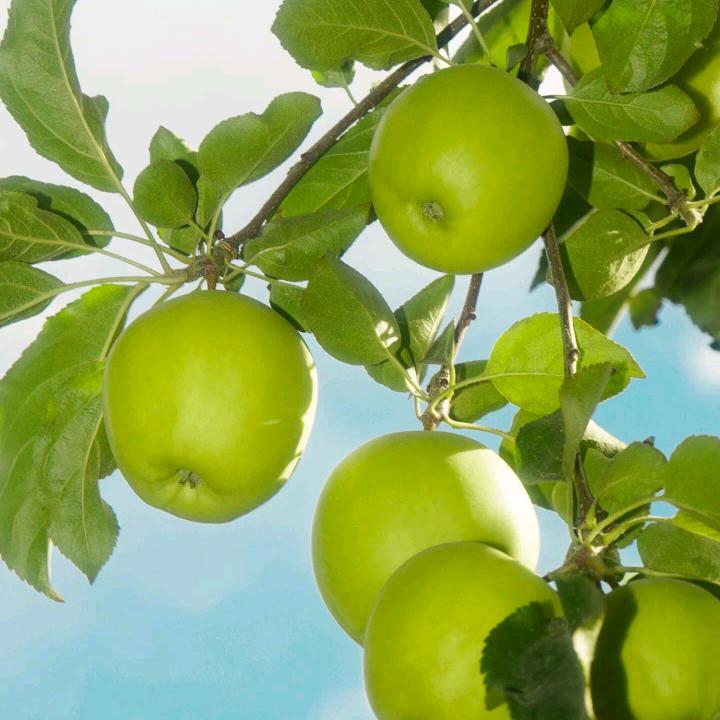 一颗苹果