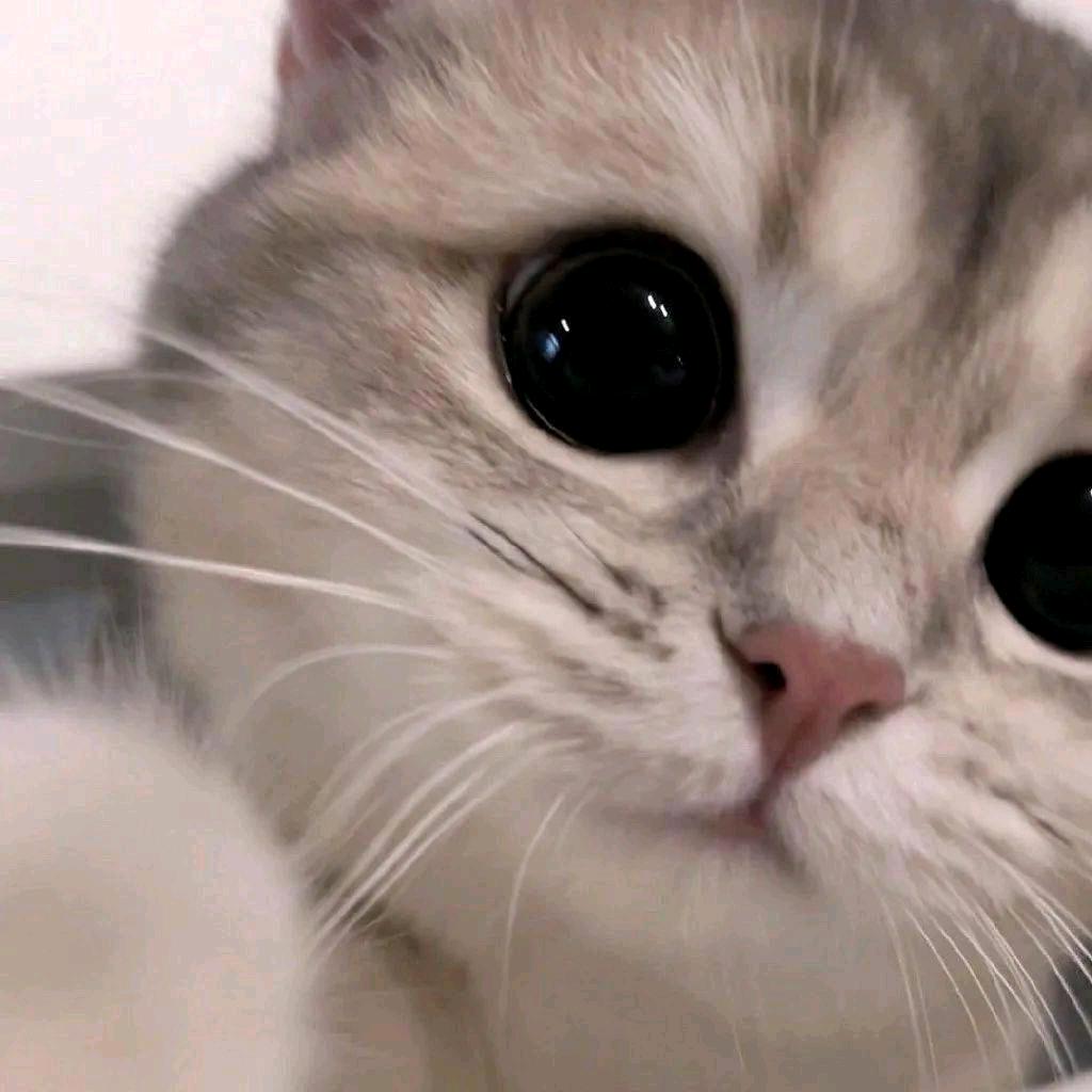 小李不会打球