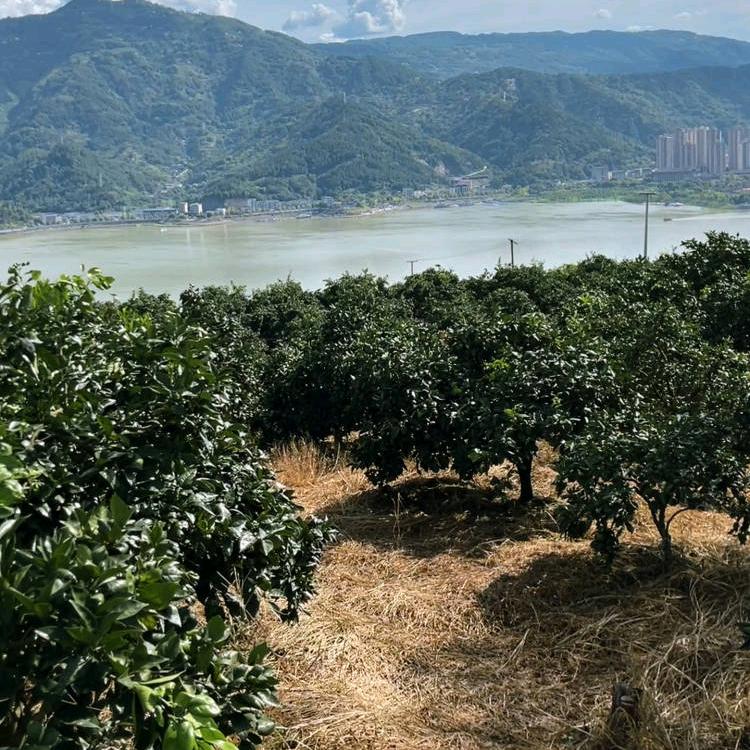婷婷说种植（视频同款在橱窗）