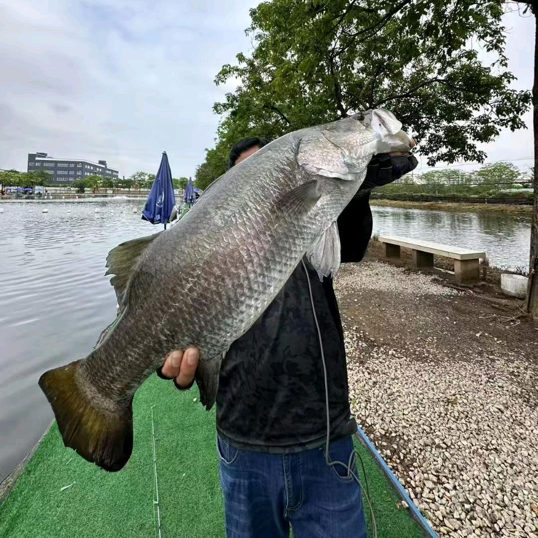 微溪路亚（直播）