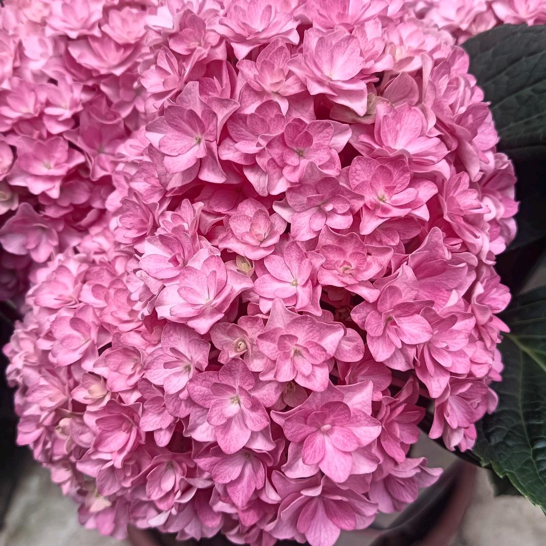 黑玫瑰🌹