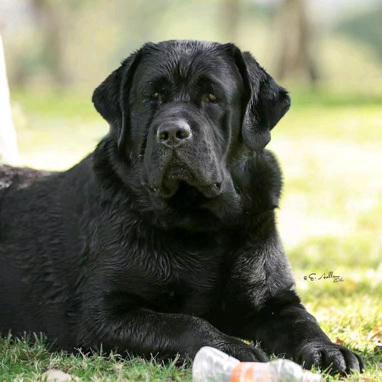 中元高端美系拉布拉多犬舍