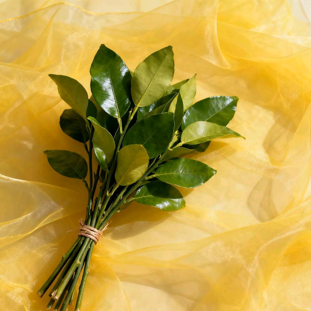 路查克拉咳咳咳