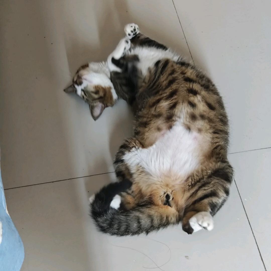 花开富贵。