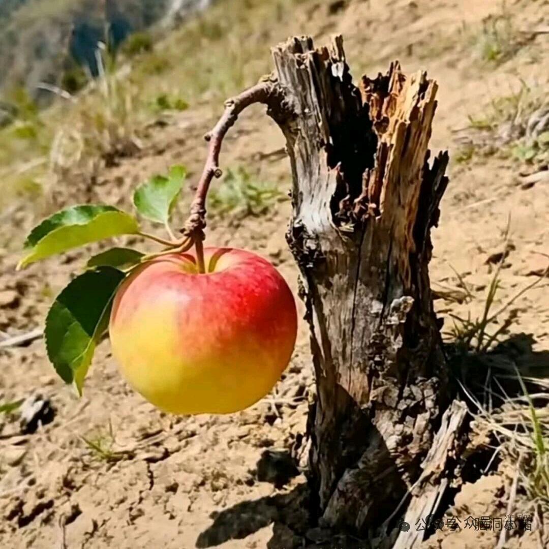 不念●﹏●过往