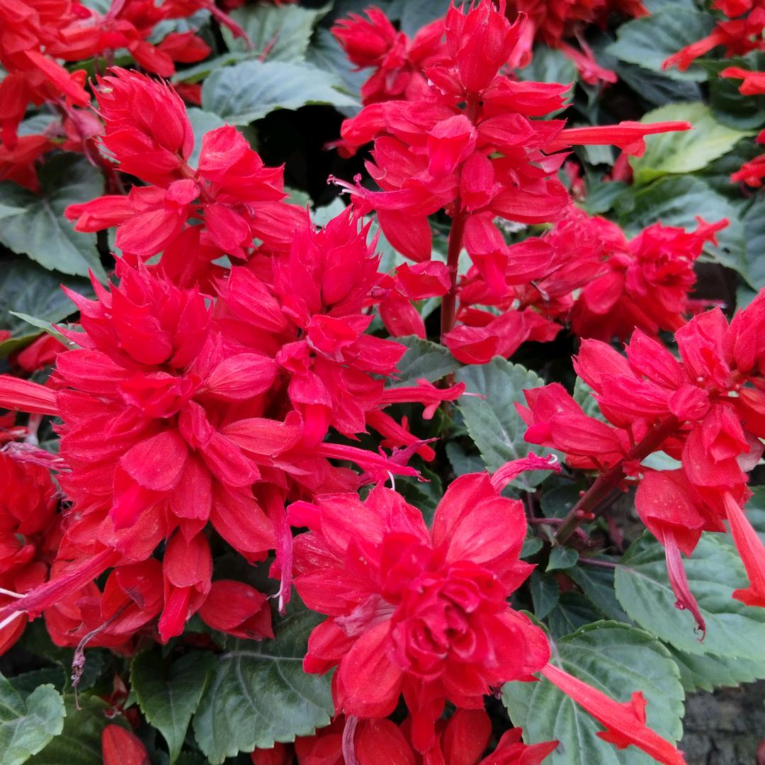 一杯月光🌹废品回收