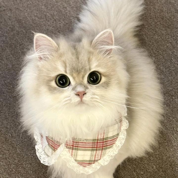 许愿