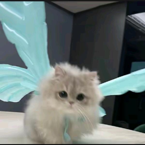 ㊧