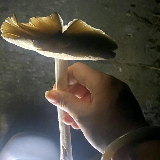 王者星辰
