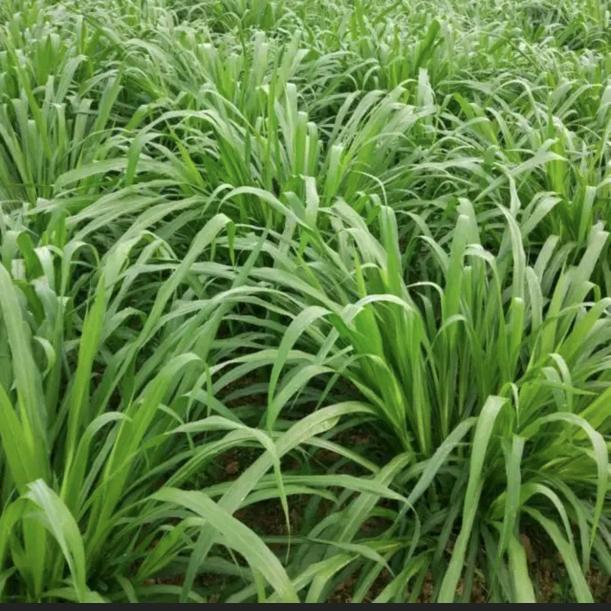 🌿如茶 💦人生🍃