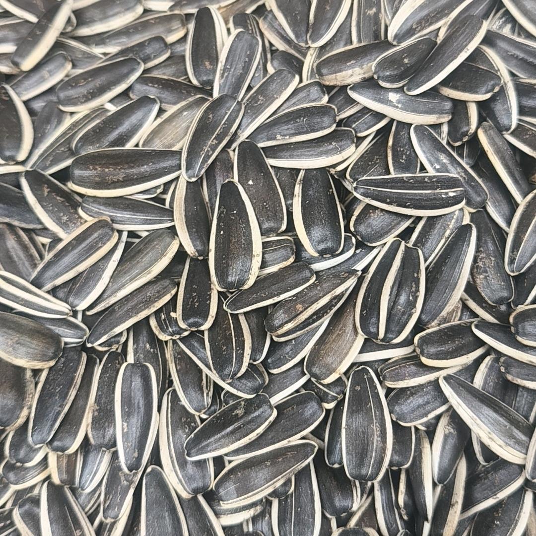 内蒙瓜子工厂4号仓