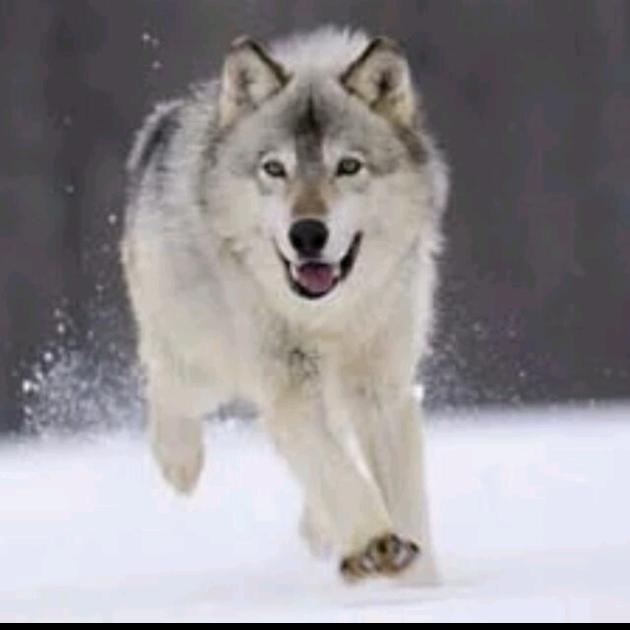 纽芬兰岛最后的白狼王