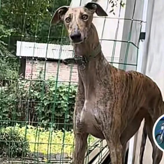 襄阳  灵缇犬 木子