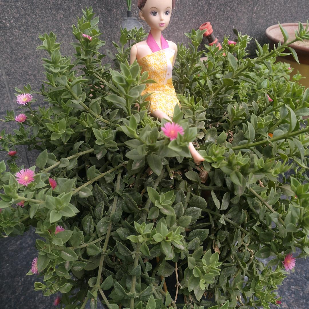 心想事成
