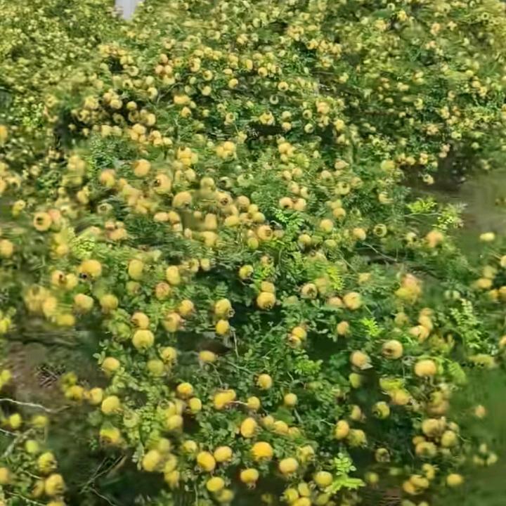 (♥爱的枷锁 ❤ )