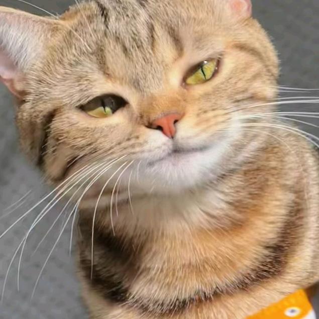 菩提