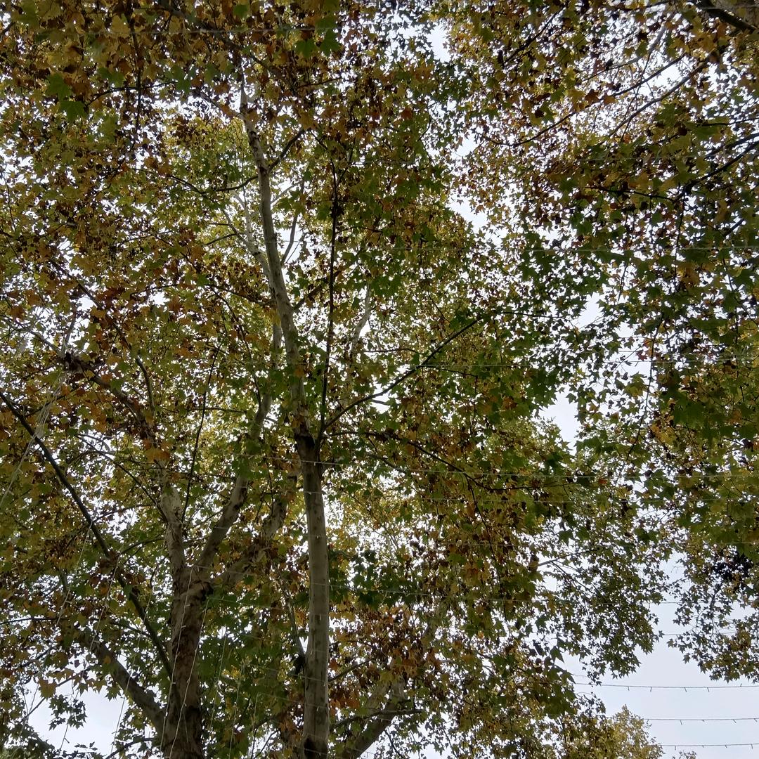 枝枝