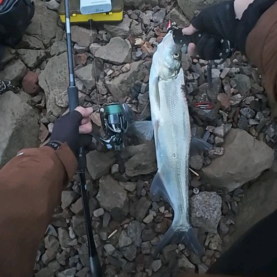 犟种路亚（海钓岸投）