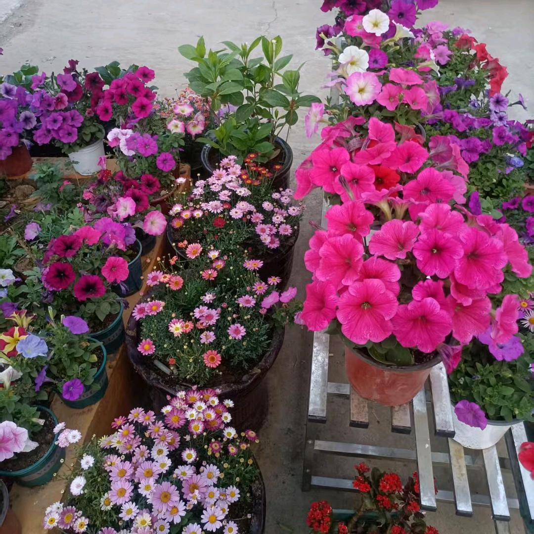 (昙花一现)